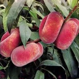 E-Fidancım Tüplü Tam Bodur İnnovative Tree Paraguaya Basık Şeftali Fidanı