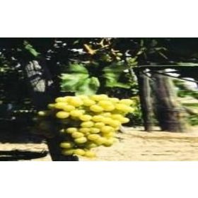 E-Fidancım Tüplü Victoria Üzüm Fidanı