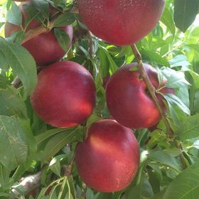 E-Fidancım Tüplü Yarı Bodur Double Red İri Meyveli Nektarin Fidanı