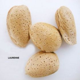 E-Fidancım Tüplü Yarı Bodur Laurenne Badem Fidanı