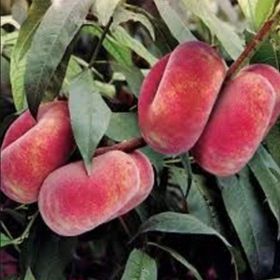 E-Fidancım Tüplü Yarı Bodur Paraguaya Basık Şeftali Fidanı