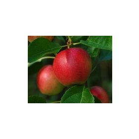 E-Fidancım Tüplü Yazlık Summer Red Elma Fidanı
