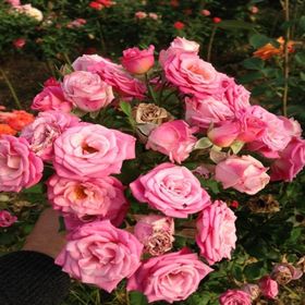 E-Fidancım Tüplü Yediveren Sugar Pink Gül Fidanı