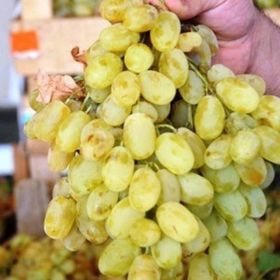 E-Fidancım Tüplü Yöresel Tahannebi Üzüm Fidanı
