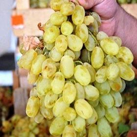 E-Fidancım Tüplü Yöresel Tahannebi Üzüm Fidanı