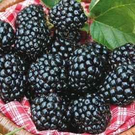 E-Fidancım Tüplü Yüksek Verimli Arapaho Böğürtlen Fidanı