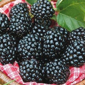 E-Fidancım Tüplü Yüksek Verimli Arapaho Böğürtlen Fidanı