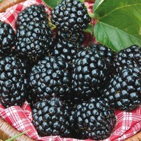 E-Fidancım Tüplü Yüksek Verimli Arapaho Böğürtlen Fidanı