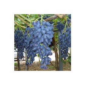 E-Fidancım Tüplül Autumn Royal Siyah Çekirdeksiz Üzüm Fidanı