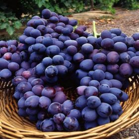 E-Fidancım Tüplül Autumn Royal Siyah Çekirdeksiz Üzüm Fidanı
