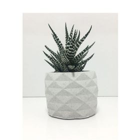 E-Hediyeci YE1605 Geometrik Beton Saksı Ve Canlı Sukulent