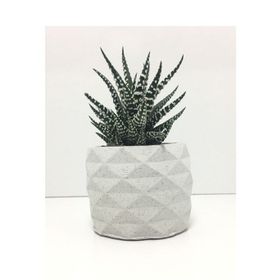 E-Hediyeci YE1605 Geometrik Beton Saksı Ve Canlı Sukulent