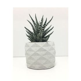 E-Hediyeci YE1605 Geometrik Beton Saksı Ve Canlı Sukulent