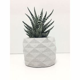 E-Hediyeci YE1605 Geometrik Beton Saksı Ve Canlı Sukulent