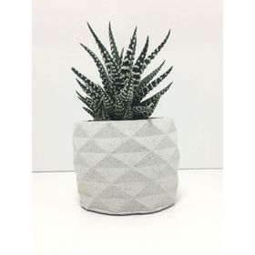 E-Hediyeci YE1605 Geometrik Beton Saksı Ve Canlı Sukulent
