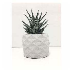E-Hediyeci YE1605 Geometrik Beton Saksı Ve Canlı Sukulent