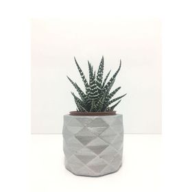 E-Hediyeci YE1606 Geometrik Beton Saksı Ve Canlı Sukulent