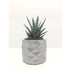 E-Hediyeci YE1606 Geometrik Beton Saksı Ve Canlı Sukulent