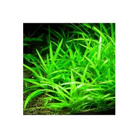 Echinodorus Bolivianus Saksı Canlı Bitki