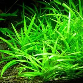 Echinodorus Bolivianus Saksı Canlı Bitki