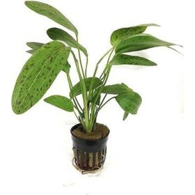 Echinodorus Leopard Saksı Canlı Bitki