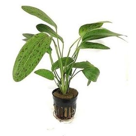 Echinodorus Leopard Saksı Canlı Bitki