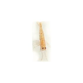 Ecotackle Melagues COL:01 7.9 cm İğnesiz Paketsiz Silikon Karides