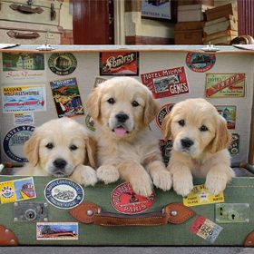 Educa Bagajdaki Yavru Köpekler 500 Parça Puzzle