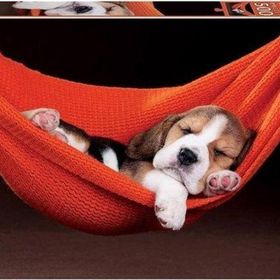 Educa Durmiendo En La H 500 Puzzle