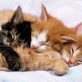 Educa Kediler-Kittens 500 Parça Puzzle