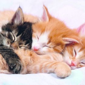 Educa Kediler-Kittens 500 Parça Puzzle