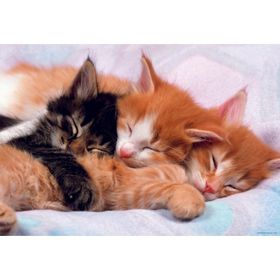 Educa Kediler-Kittens 500 Parça Puzzle