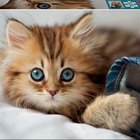 Educa Kitten 200 Parça Puzzle