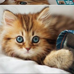Educa Kitten 200 Parça Puzzle