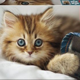 Educa Kitten 200 Parça Puzzle