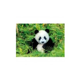 Educa Panda Bear 500 Parça Puzzle