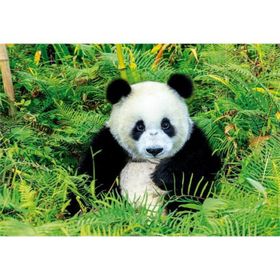Educa Panda Bear 500 Parça Puzzle
