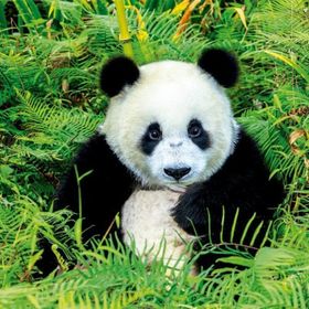 Educa Panda Bear 500 Parça Puzzle