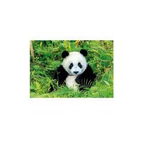Educa Panda Bear 500 Parça Puzzle