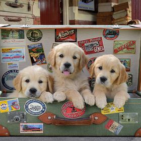 Educa Puppies 500 Parça Puzzle