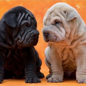 Educa Puppies 500 Parça Puzzle