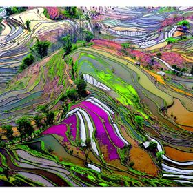 Educa Rice Paddies,China-EDU15156 Puzzle