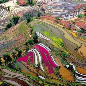 Educa Rice Paddies,China-EDU15156 Puzzle