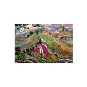Educa Rice Paddies,China-EDU15156 Puzzle