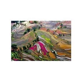 Educa Rice Paddies,China-EDU15156 Puzzle