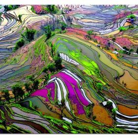 Educa Rice Paddies,China-EDU15156 Puzzle
