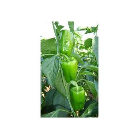 Ege Tarım 300 Adet Kandil Dolma Biber Tohumu
