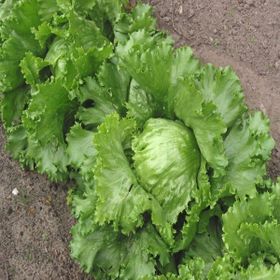 Ege Tarım 70 Adet Iceberq Göbek Marul Tohumu