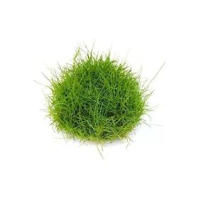 Eleocharis Parvulus In Vitro Canlı Bitki