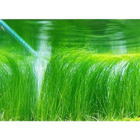 Eleocharis Vivipara Hairgrass Saksı Canlı Bitki